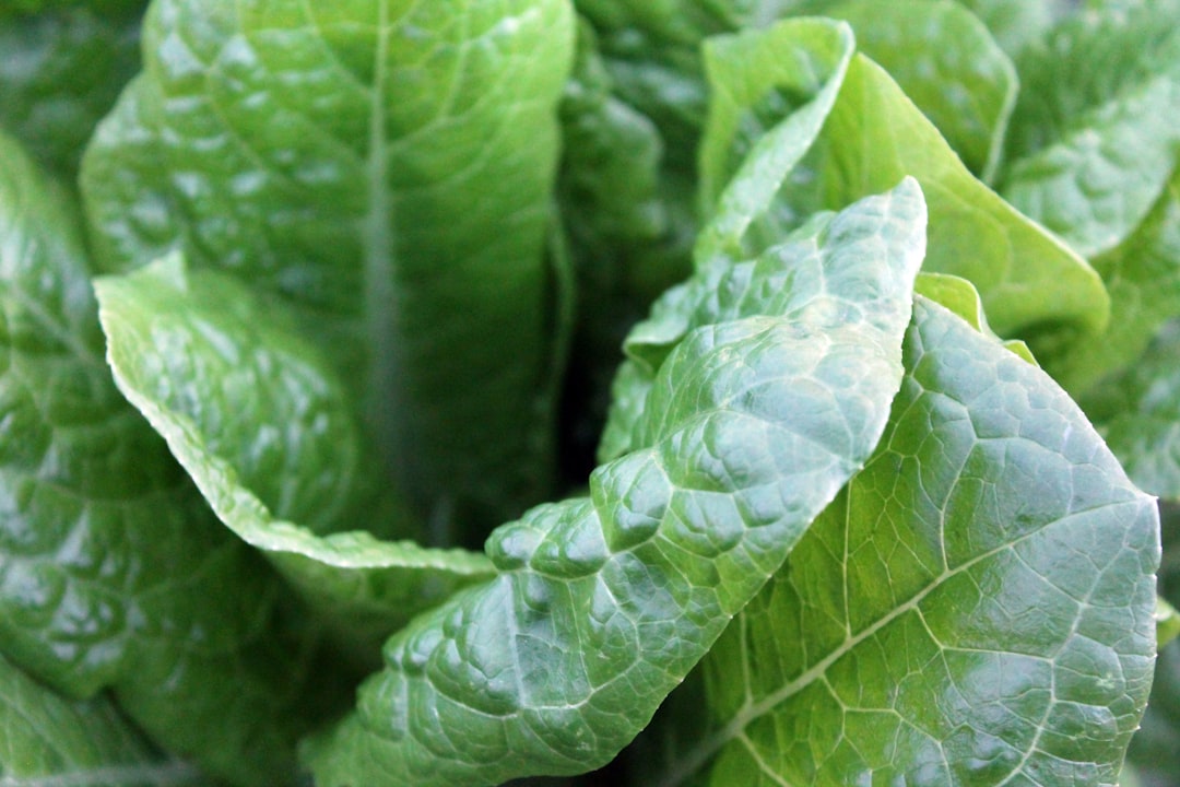 Korean cabbage