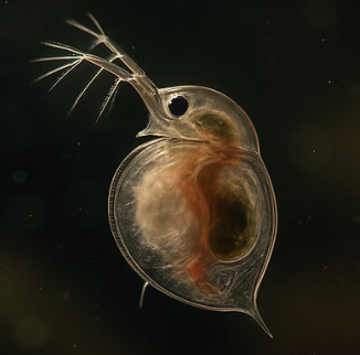 물벼룩&amp;#44; 치어 성장 속도를 높이는 최고의 먹이