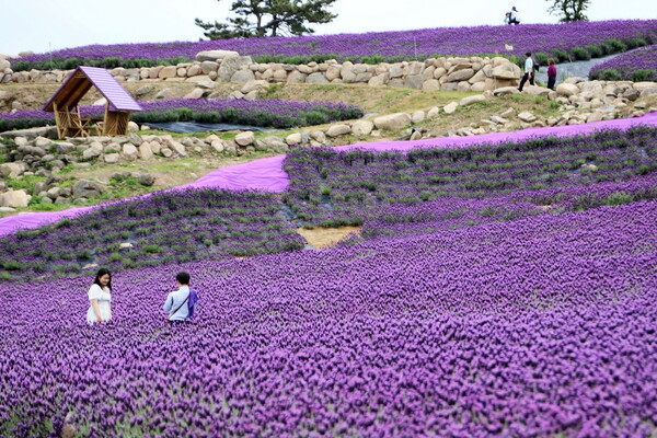 신안 퍼플섬 여행 가이드 - 보랏빛 낭만 속으로!