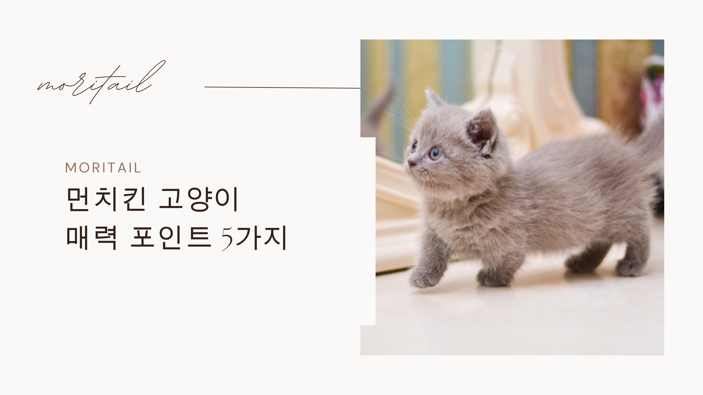 먼치킨 고양이 매력 포인트 5가지