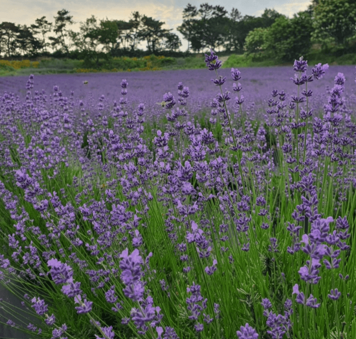 6월 전라남도 전라북도 축제일정 가볼만한 곳&amp;#44; 여행 추천 