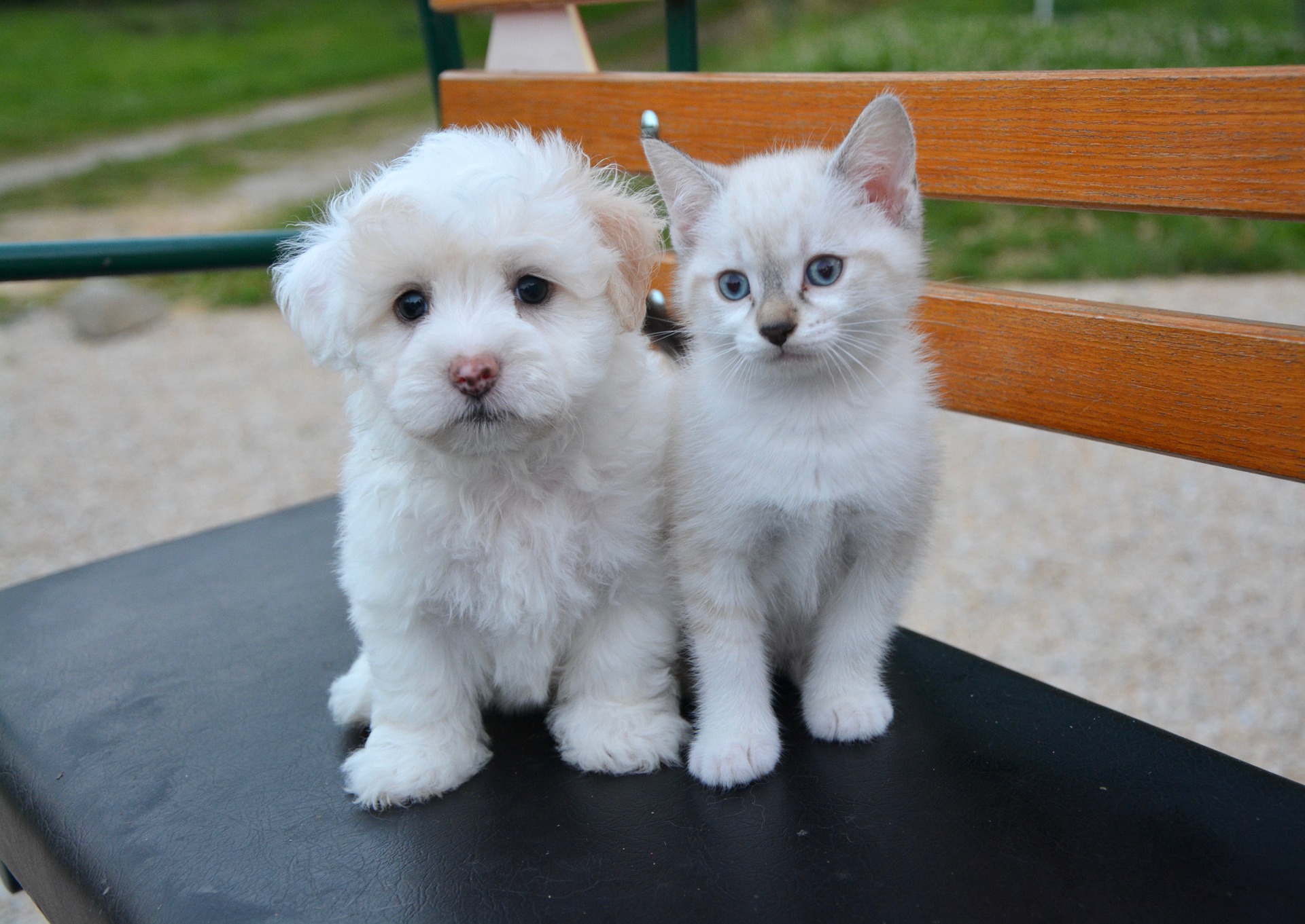 강아지 고양이 합사방법