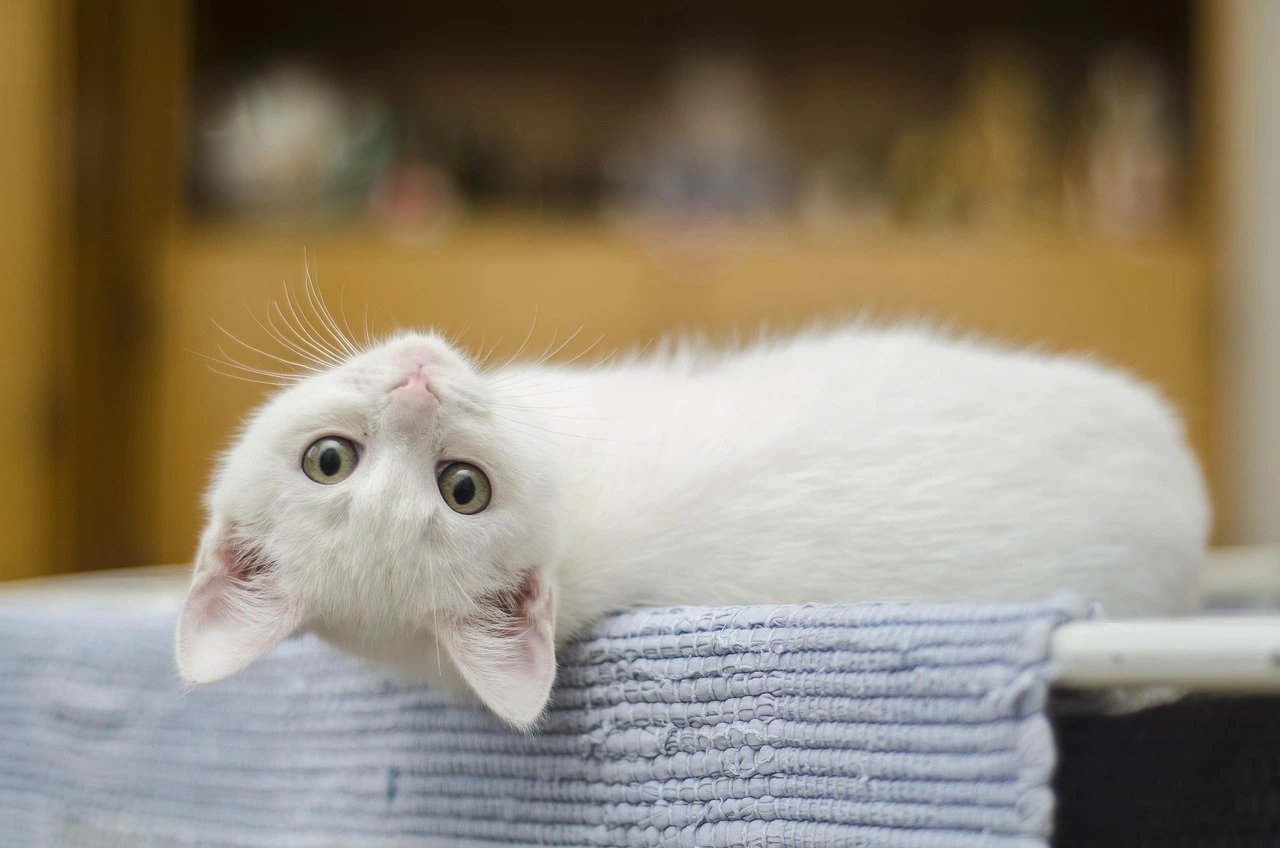 고양이 자동화장실 사용시 쾌적함을 나타내는 고양이의 건강한 눈상태와 좋은 표정