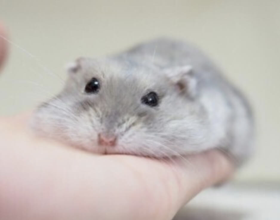 하얀 쥐가 손 위에 앉아 있다