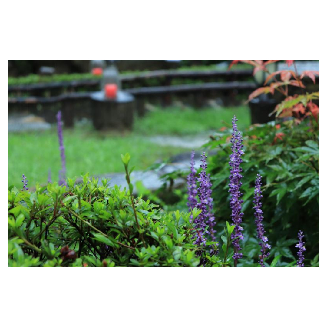 맥문동과 관련된 사진입니다.