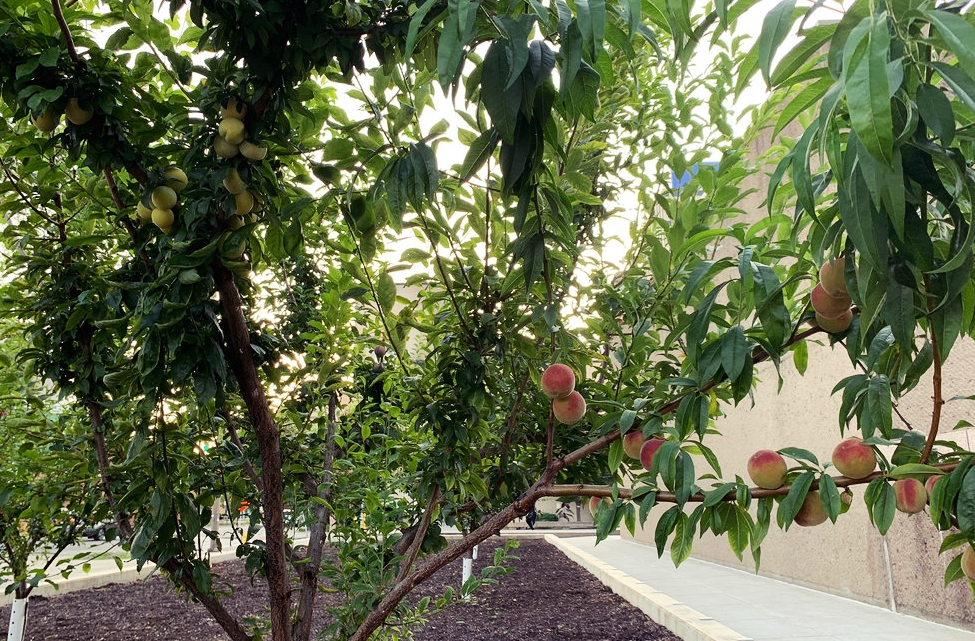 서로 다른 두 종류의 열매를 달고 있는 나무