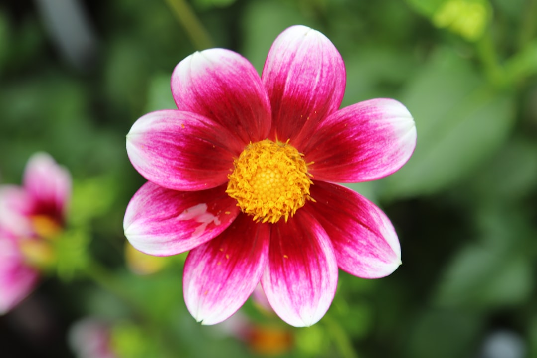 Blossom