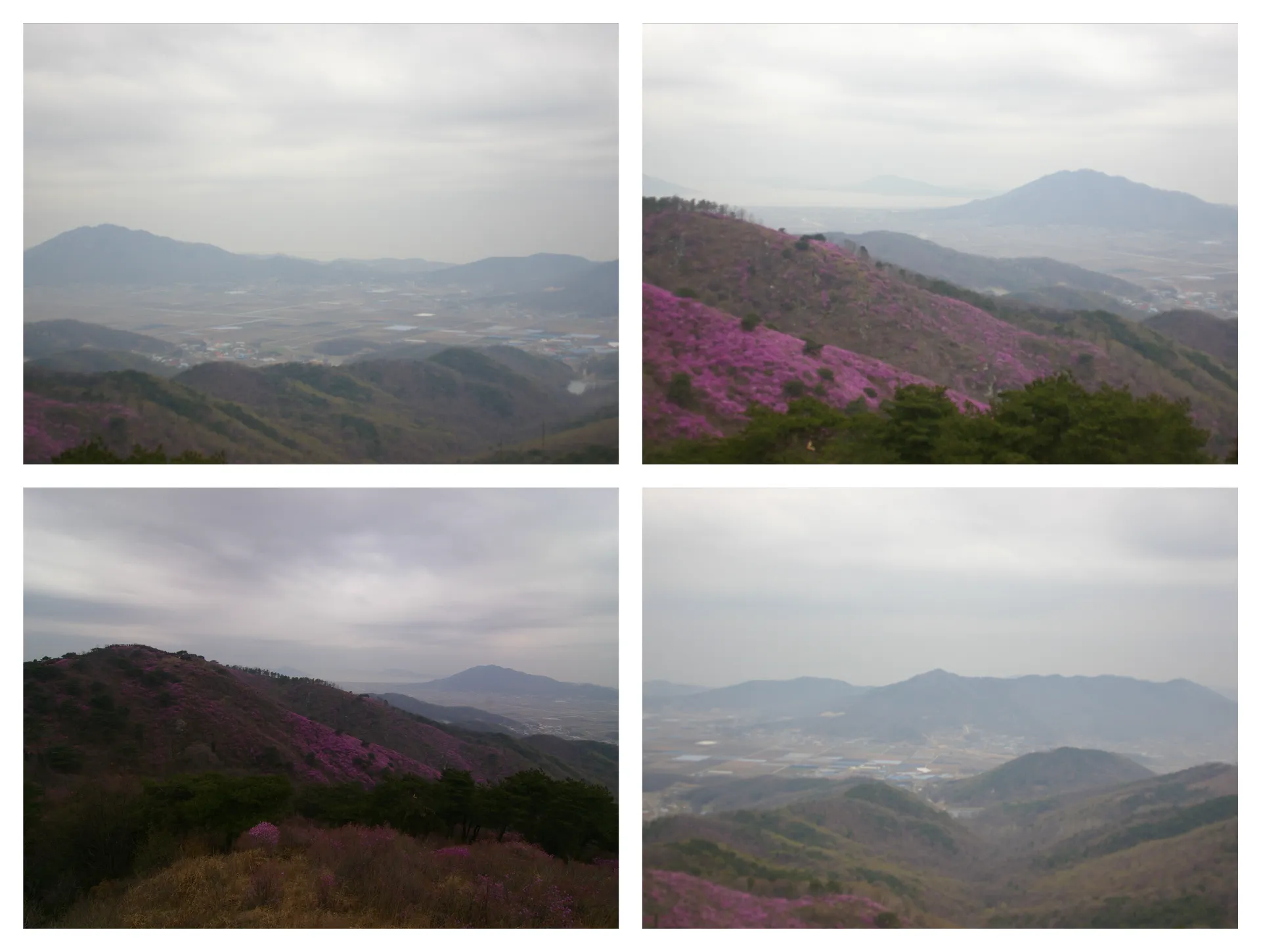 봄 고려산