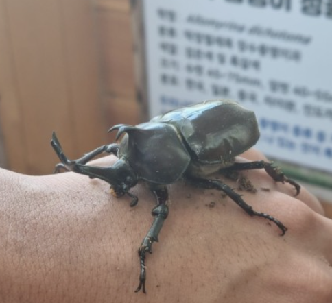  2024년도 대전 한밭수목원 곤충생태관 나비축제 체험