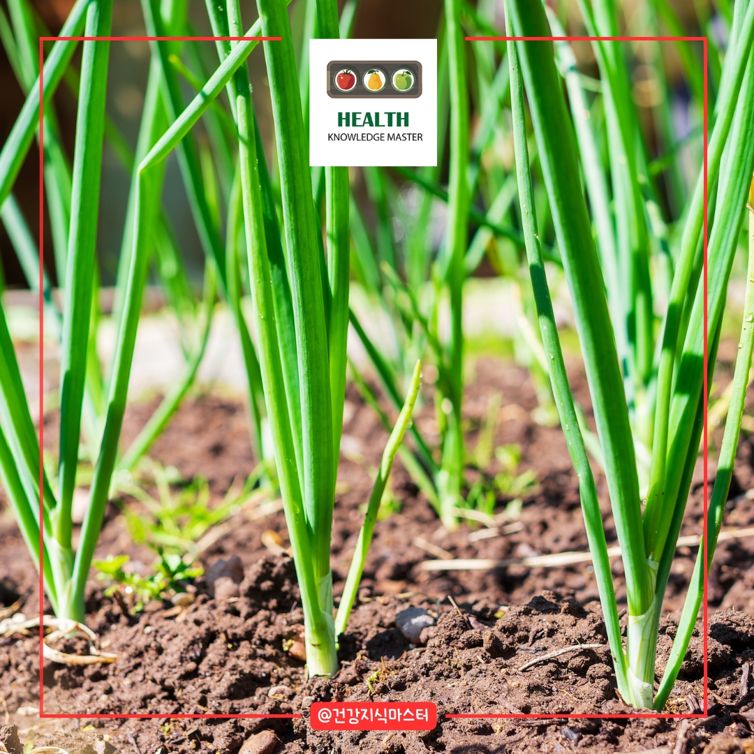 2월에 심는 작물 10가지 - 대파