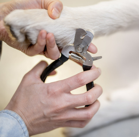 강아지 발톱 자르기 깍기 방법 및 주의사항