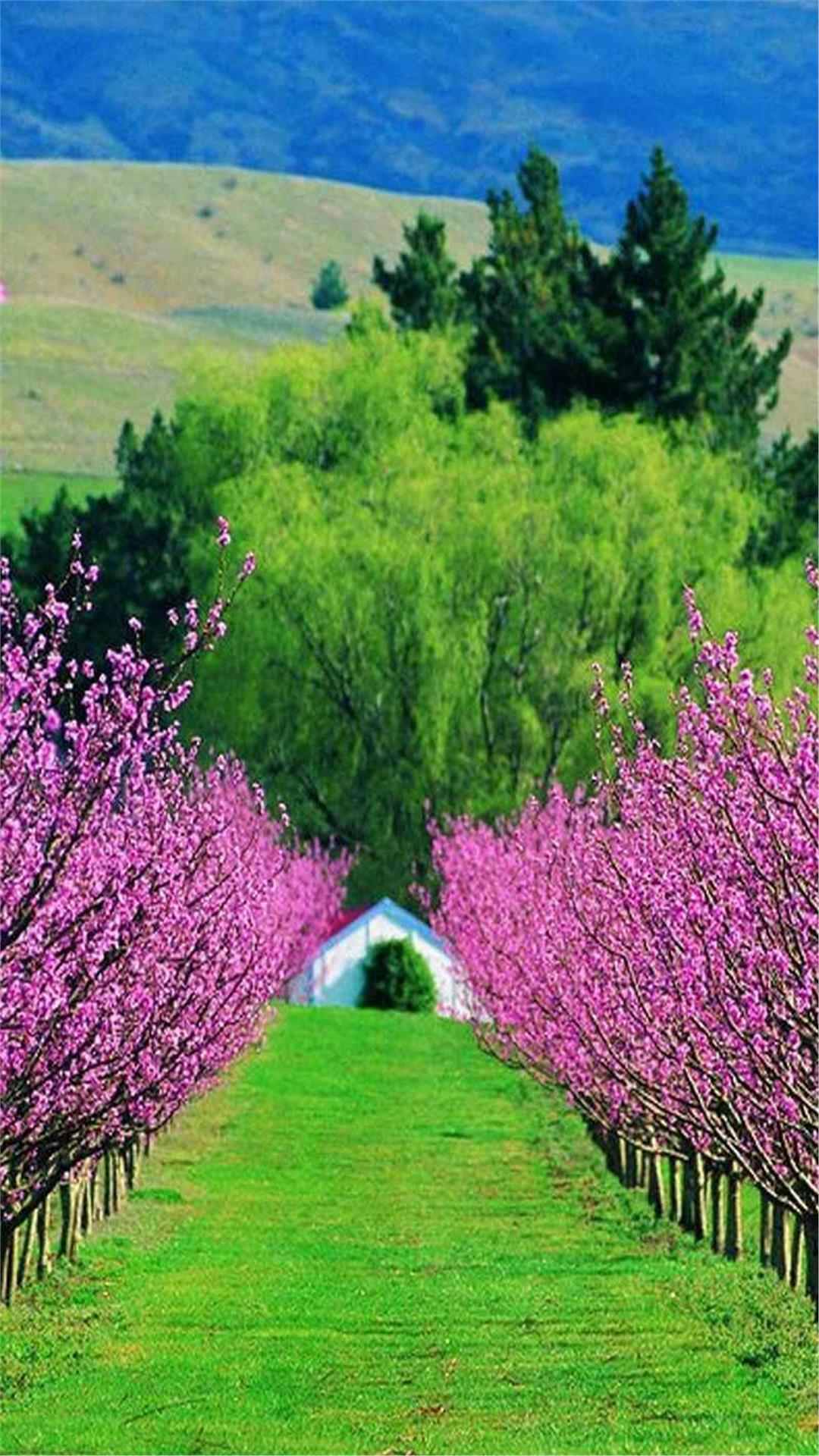 Flower wallpaper
