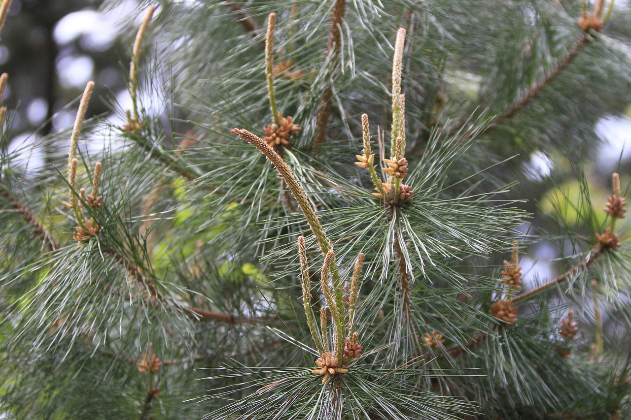 송화가루 알레르기 예방법