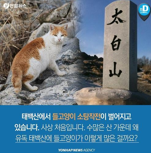 들고양이