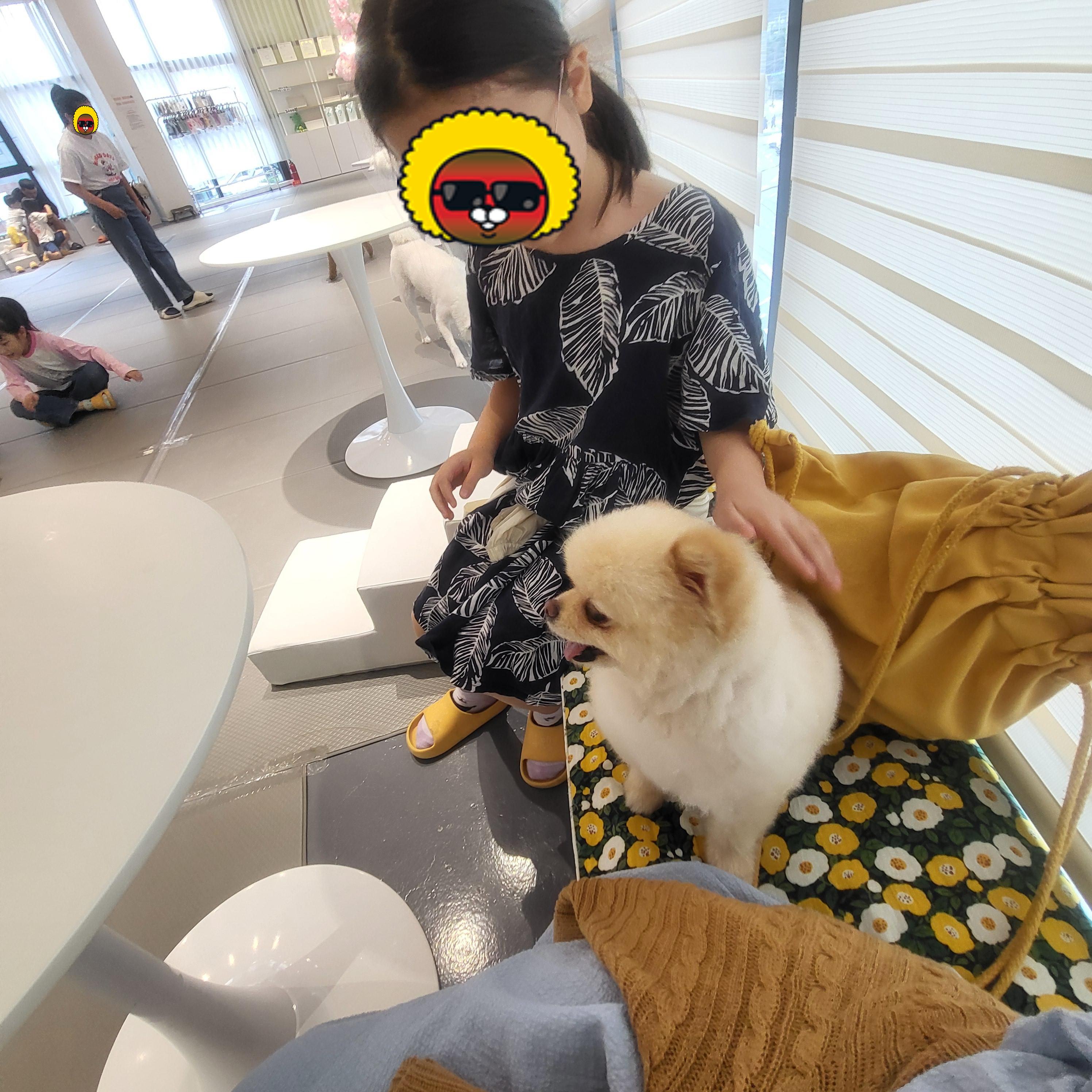 울산 애견 카페(딩동댕 애견카페)