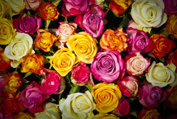 부천 장미축제의 아름다운 풍경과 실속 있는 관람 팁 2