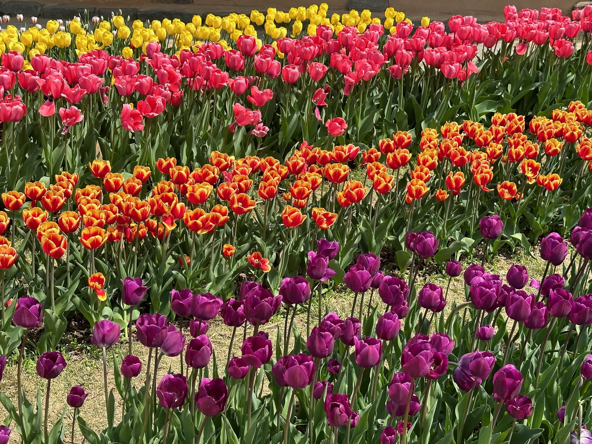 [4월 봄꽃 축제]부천 무릉도원수목원 튤립 축제❘방문후기, 맛집 정보
