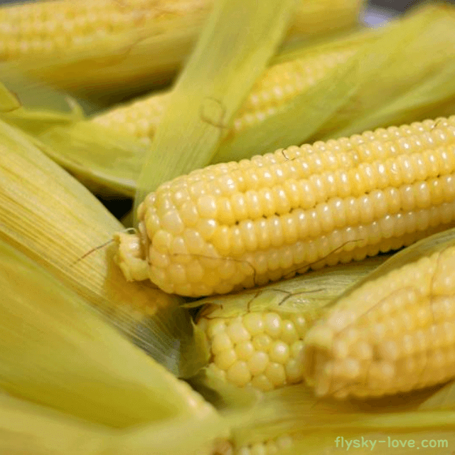 달콤하고 아삭한 국민 간식 옥수수