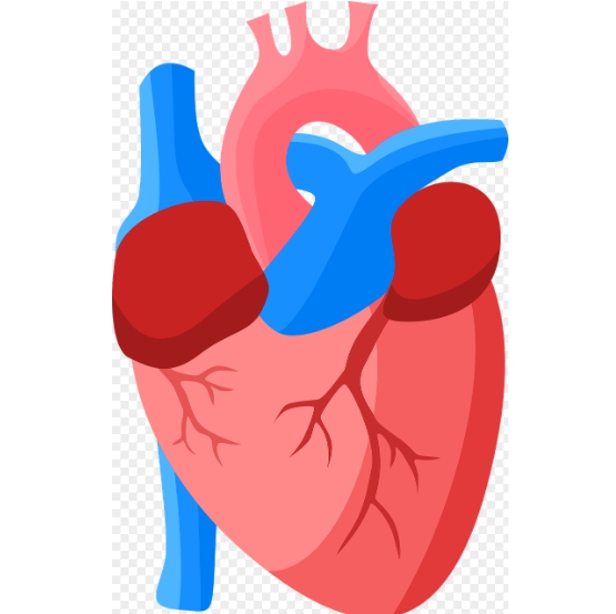 인간의 심장 이미지