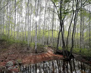 인제 자작나무숲_14