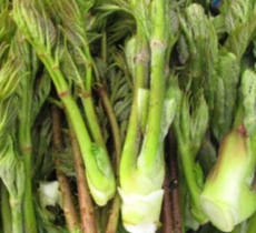 두릅 채취시기와 효능 총정리