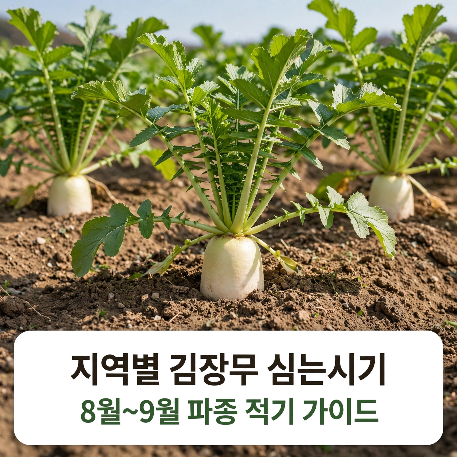지역별 김장무 파종 시기와 밭 만들기 가이드