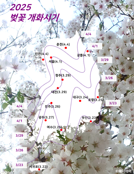 2025 벚꽃 개화시기