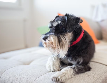 미니어처 슈나이저