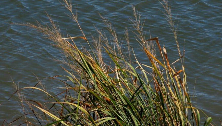 야생의 물가에서 크고 있는, 벼와 비슷하게 생긴 여러해살이풀인 줄을 확대를 하여 찍은 사진