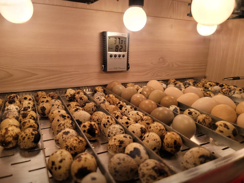 생방송오늘아침 이색체험카페 공룡타조랜드 경남 고성 가격 정보