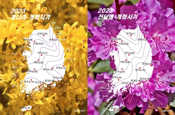 2023 개나리&#44; 진달래 개화시기