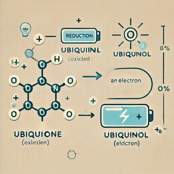 유비퀴놀-유비퀴논-전환