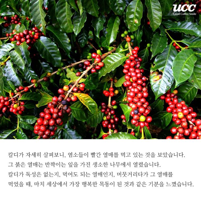 칼디의 전설