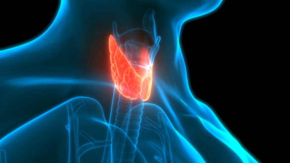 갑상선질환과 관련된 사진