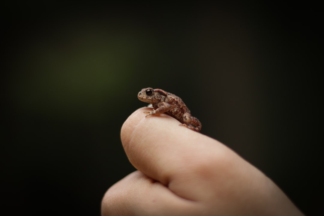 Toad