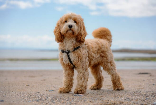 2023년개띠종합운