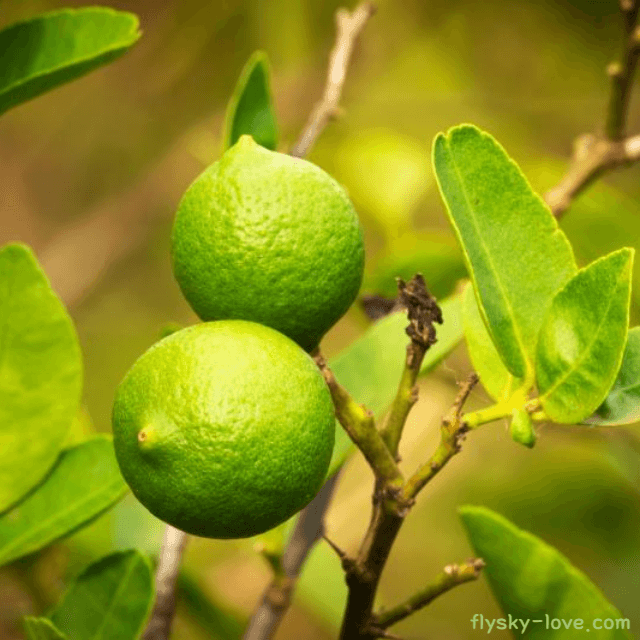 비타민C가 풍부한 라임