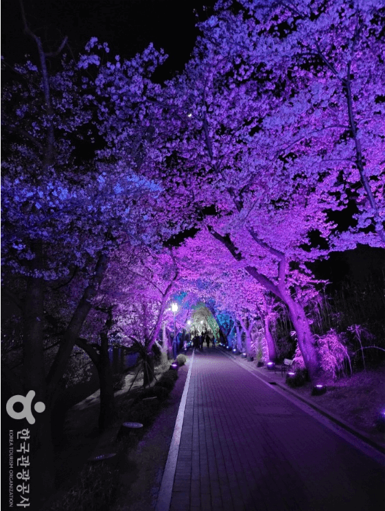 벚꽃이 아름다운 여행지 3