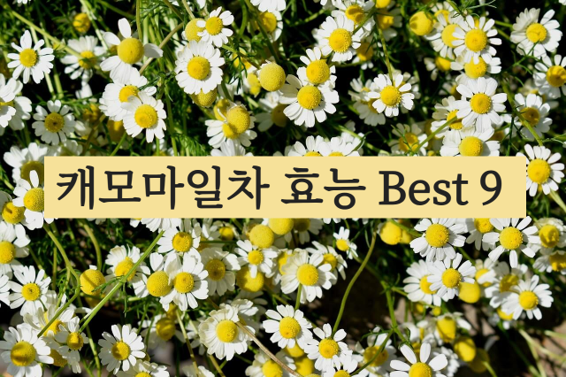 캐모마일차 효능