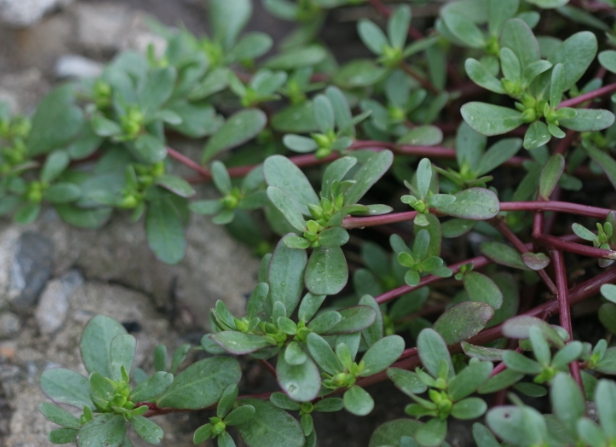 가을에 피는 꽃 쇠비름