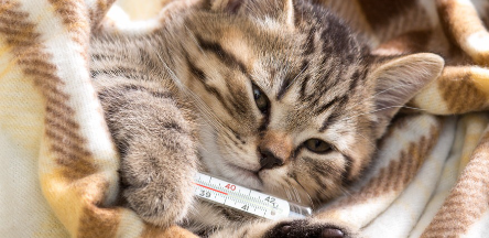 감기를 자연 치유시키는 도중의 고양이.