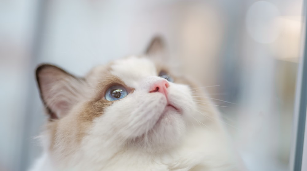 고양이 콧물