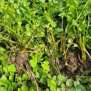 베란다 텃밭 흙 고르기 배수층 화분 선택 물주기 비료주기_12