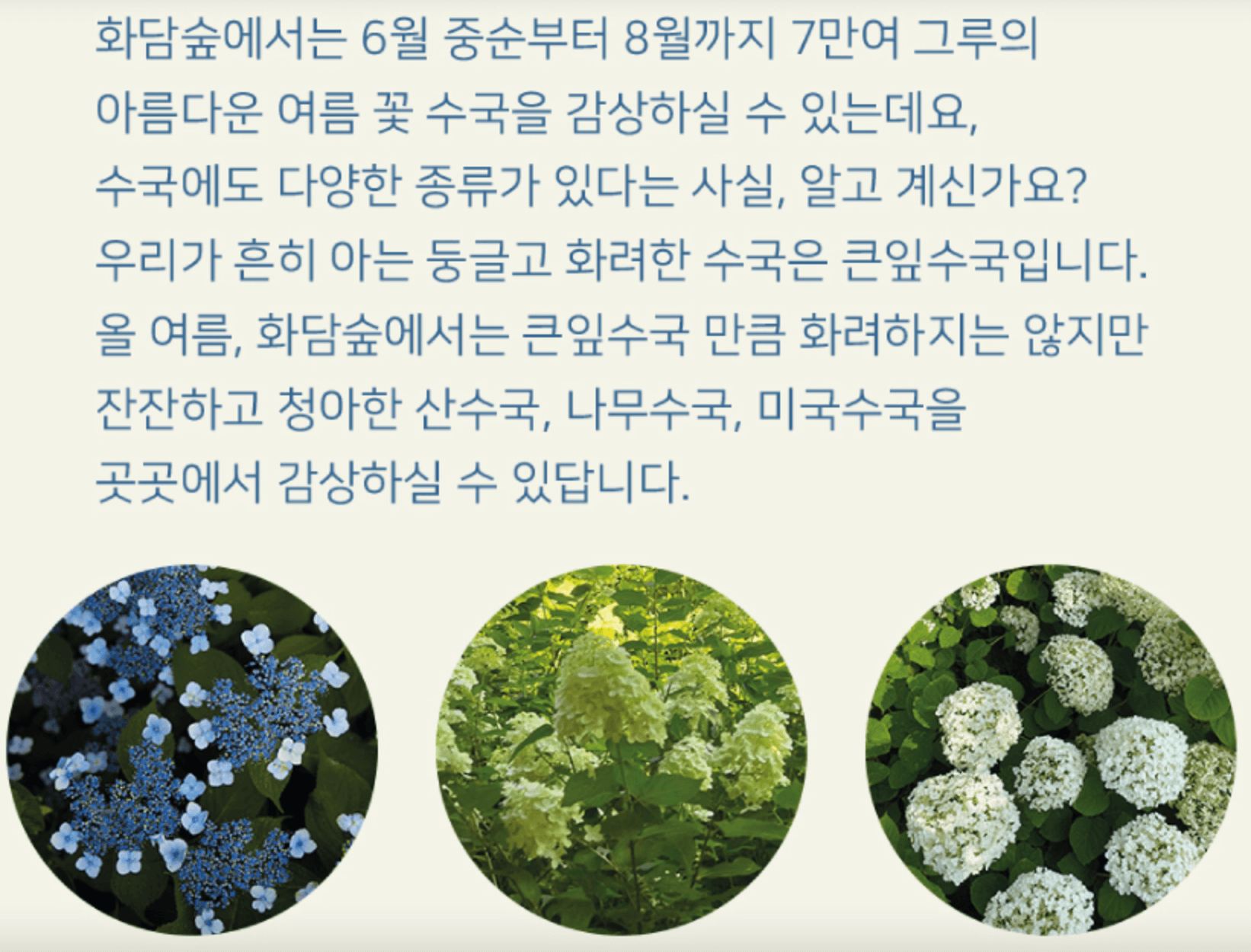 화담숲 여름 수국축제 일정 및 예약방법