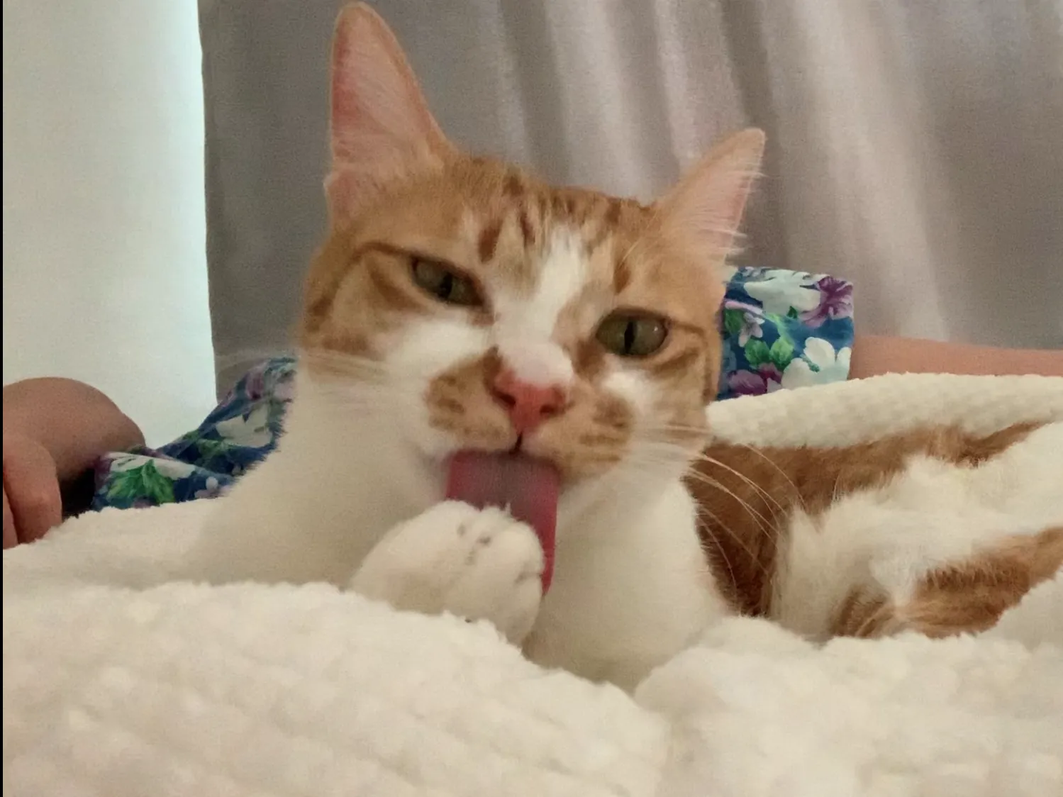 고양이가 발 핥는 이유_2