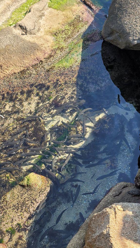 양양 휴휴암 물고기 방생