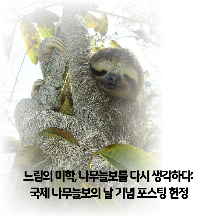 나무늘보