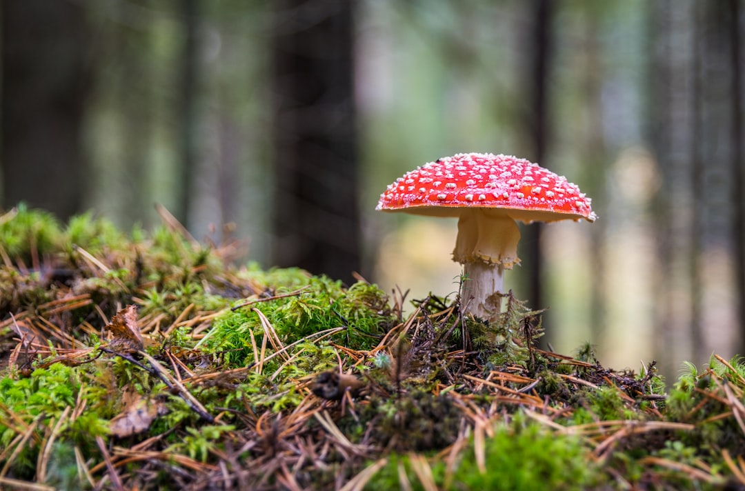Mushroom