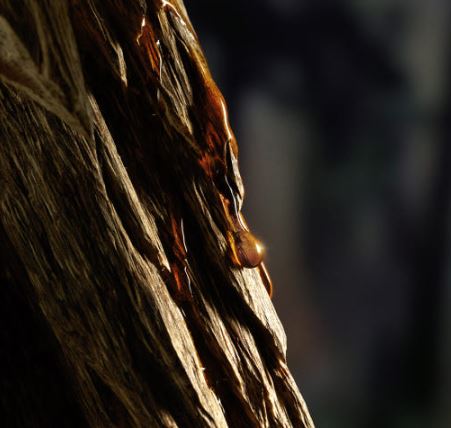 정관장 침향환 기다림