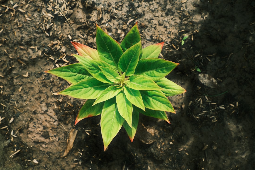 Plant sterol